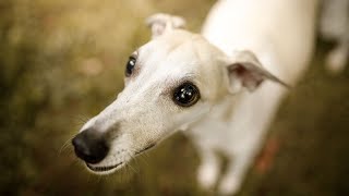 How to Manage Separation Anxiety in Whippets