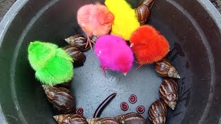 hunting millipede,snail, menemukan bekicot, luwing besar, ayam warna warni