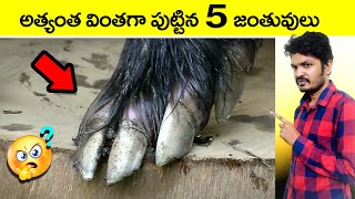  most interesting & amazing facts in telugu | most rare animals in the world telugu virinchi facts