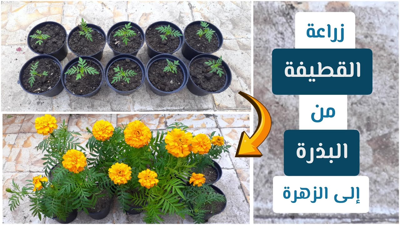 من زهرة واحدة عملت مزرعة من أزهار القطيفة