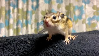 Chipmunkwhy I Cant Sleep At Night.