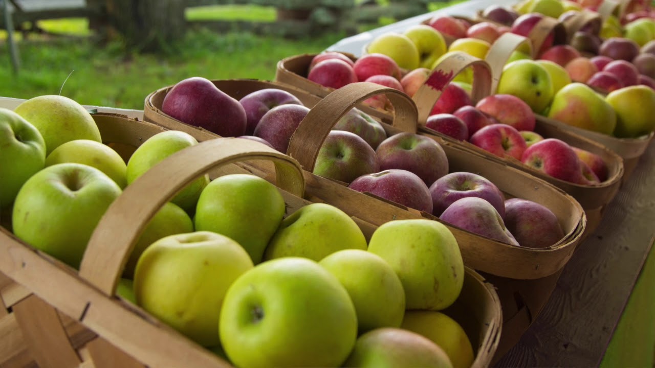 Stepp's Hillcrest Orchard apple varieties