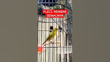 PLECI DAKUN 1 NAFAS NEMBAK BERTUBI TUBI #totalbukpar #plecimania