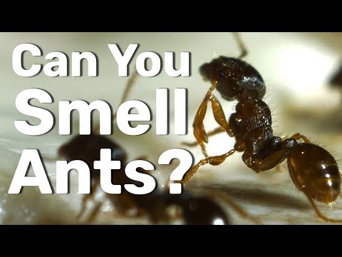 Can People Smell Ants?