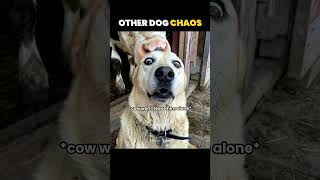 dogs cause chaos vs instant karma 💀 #shorts