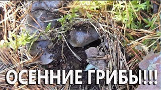 ОСЕННЯЯ ВОЛНА ПОЗДНИХ ГРИБОВ! ДАЖЕ И НЕ ЗНАЛА ПРО ТАКИЕ!