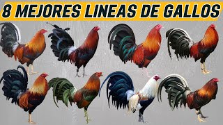 Las 8 mejores líneas de gallos de pelea.