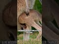 Kangaroo Facts That Will Shock You #AnimalFacts #WildFacts #Wildlife Mp3 Song