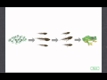 Life Cycle of a Frog Quiz