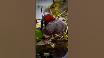 A duck building a nest