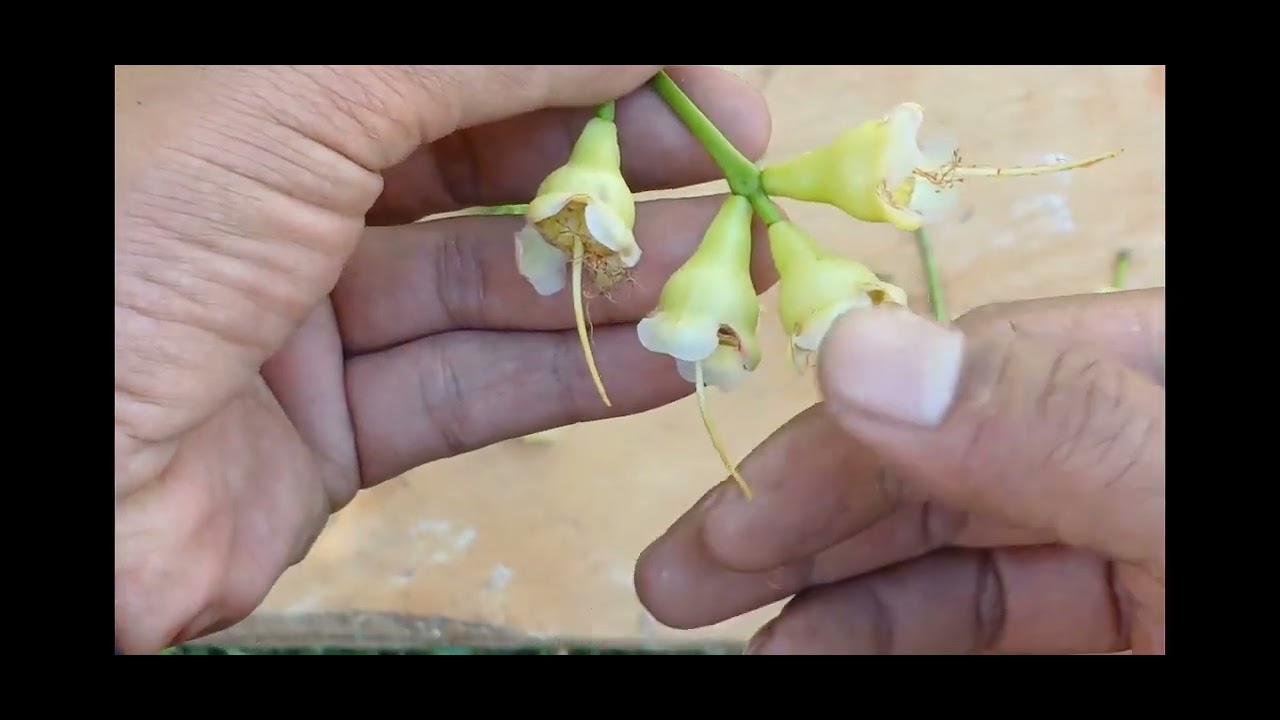 วิธีการห่อชมพู่ให้ได้ผลผลิตดี ผลไม่ร่วง แมลงไม่เจาะ ควรห่อระยะไหนดีได้ผลที่สุด@Nataroj_59