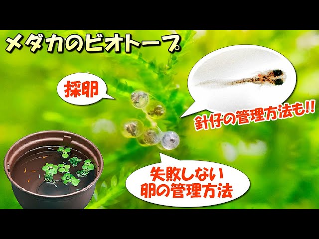 【メダカ屋外ビオトープの繁殖】卵の採卵⇒卵の管理方法（水カビ対策）⇒孵化した針仔（稚魚）の育て方まとめ【初心者必見】