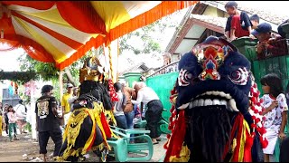 ATRAKSI BUTA BARONGSAI GANAS,GALAK..!!! SINGA DEPOK SATRIA DENAWA BUTA SANGA..!!!