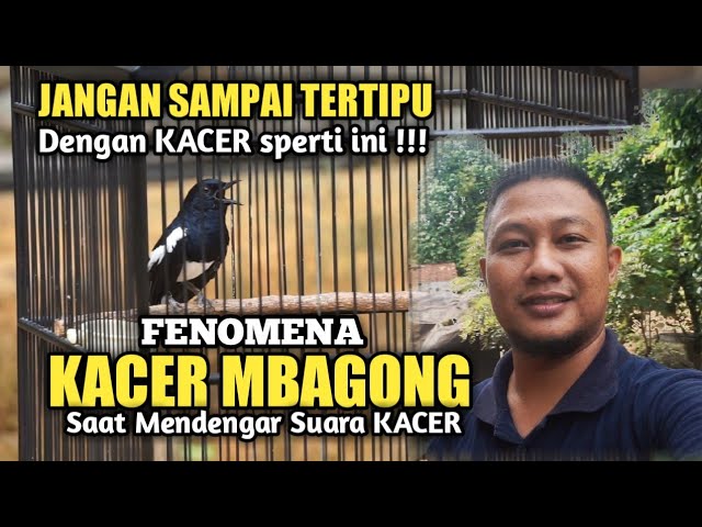 PENJELASAN LENGKAP !!! FENOMENA KACER MBAGONG SAAT MENDENGAR SUARA KACER LAIN class=