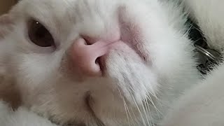 Cat | Charming Cat Cozies Up to Owner, Begging for Sweet Dreams