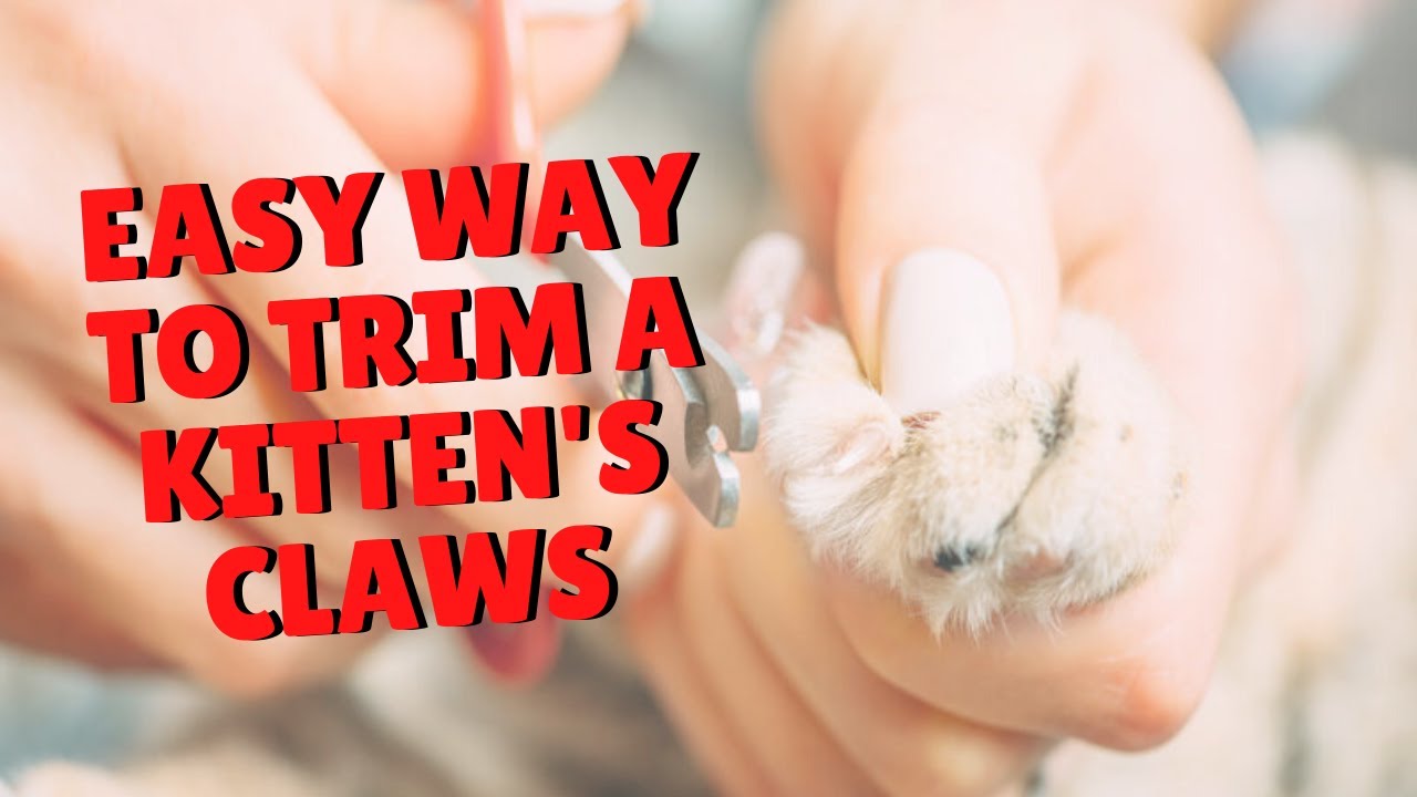 How To Trim A Kitten's Nails - Two Crazy Cat Ladies