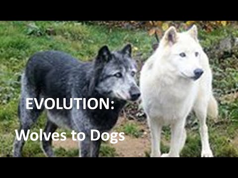 how long ago did dogs evolve from wolves