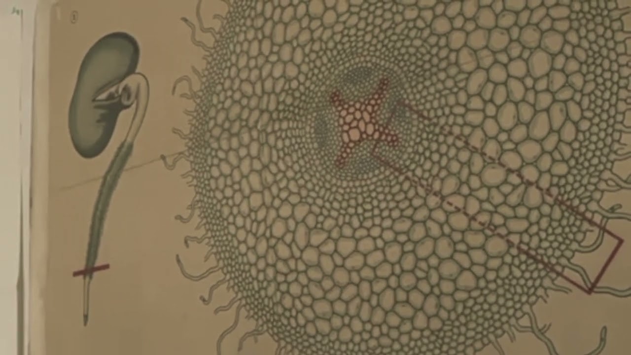 thruoutin - Evapotranspiration