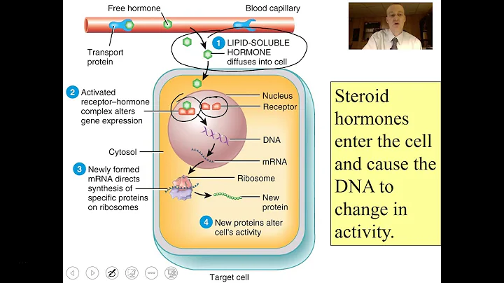 Endocrine System Part 1