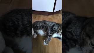 #Кузя #кот #домашнийкот #котейка #cat #homecat #lenabloher