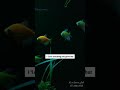 Glo fish  glowfish aqurium fish aquascape fishtank aquariumhobby 1morefish onemorefish