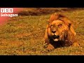 leão morte vivo - último momento do rei leão | Vida Selvagem Real