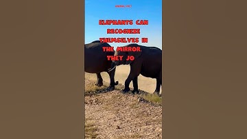 Elephants recognize themselves in the mirror! #animals #knowledge #facts #elephants