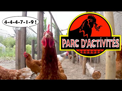 Vidéo: Idées de jouets et d'activités pour divertir vos poulets