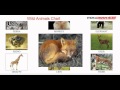 Get Animals With Their Babies Chart Background