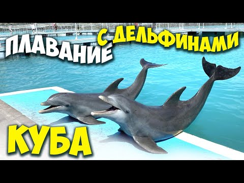 Купание с дельфинами на Кубе / Дельфины / Cuba Cayo Guillermo