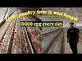 Layer poultry farmin west bengal10000 egg every day