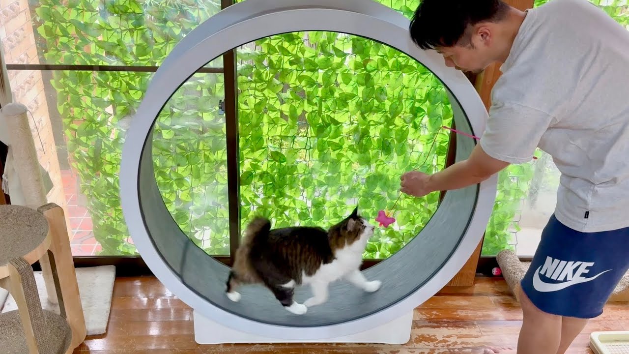 猫用の回し車に乗せる方法【キャットホイール】 - YouTube 猫用の回し車に乗せる方法【キャットホイール】 - YouTube