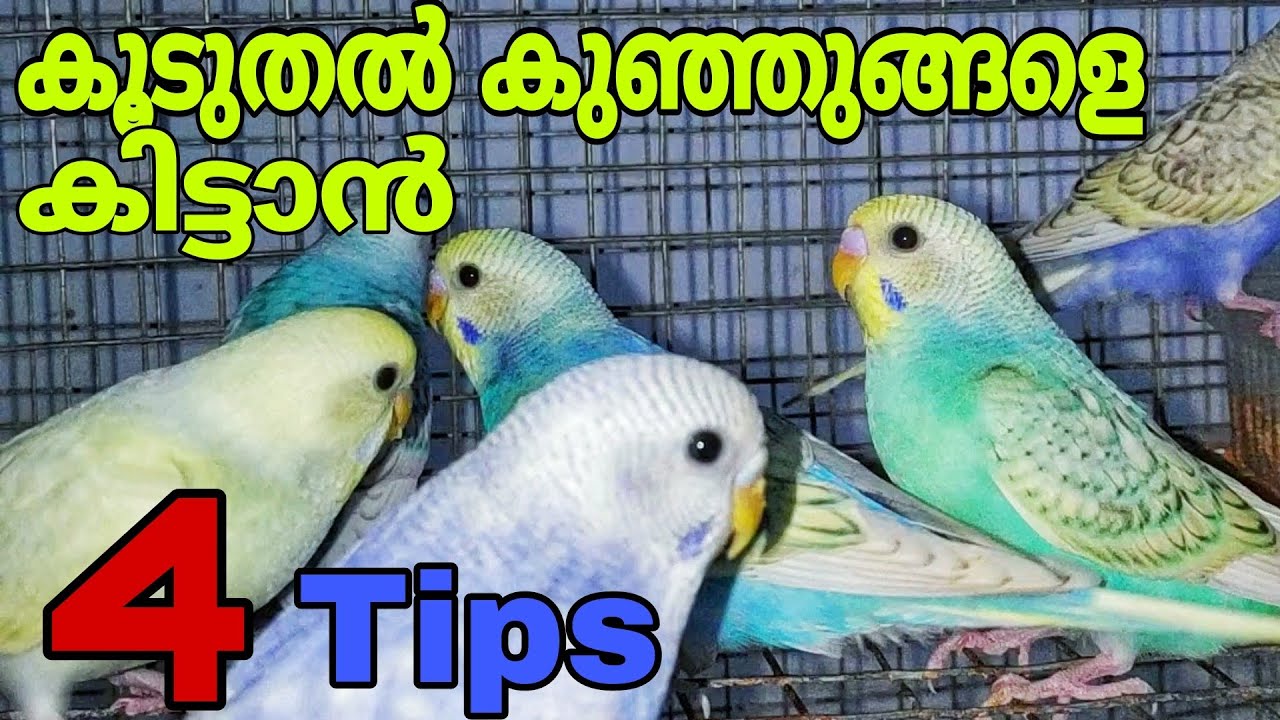 കൂടുതൽ കുഞ്ഞുങ്ങളെ കിട്ടാൻ  ഇങ്ങനെ ചെയ്തുനോക്കൂ..|R&B Media