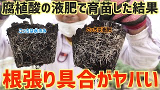 【徹底比較】水VS腐植酸。腐植酸の液肥で育てた苗は本当に根張は凄いのか!?