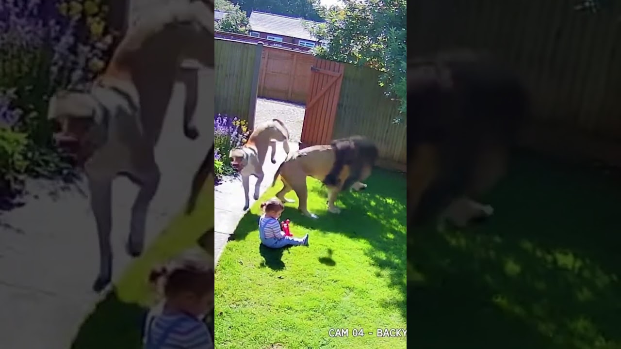 Pitbull vs Lion | A Backyard Miracle Caught on CCTV