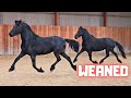 Do i see double the last 2 foals stal g are weaned  friesian horses