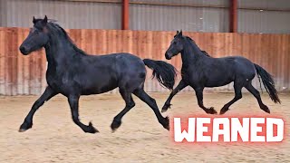 Do I see double? The last 2 foals @Stal G are weaned | Friesian Horses by Friesian Horses 33,158 views 3 weeks ago 8 minutes, 52 seconds