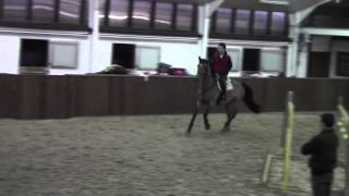 Loopy Luna 8 year old mare Luxius x Weinberg