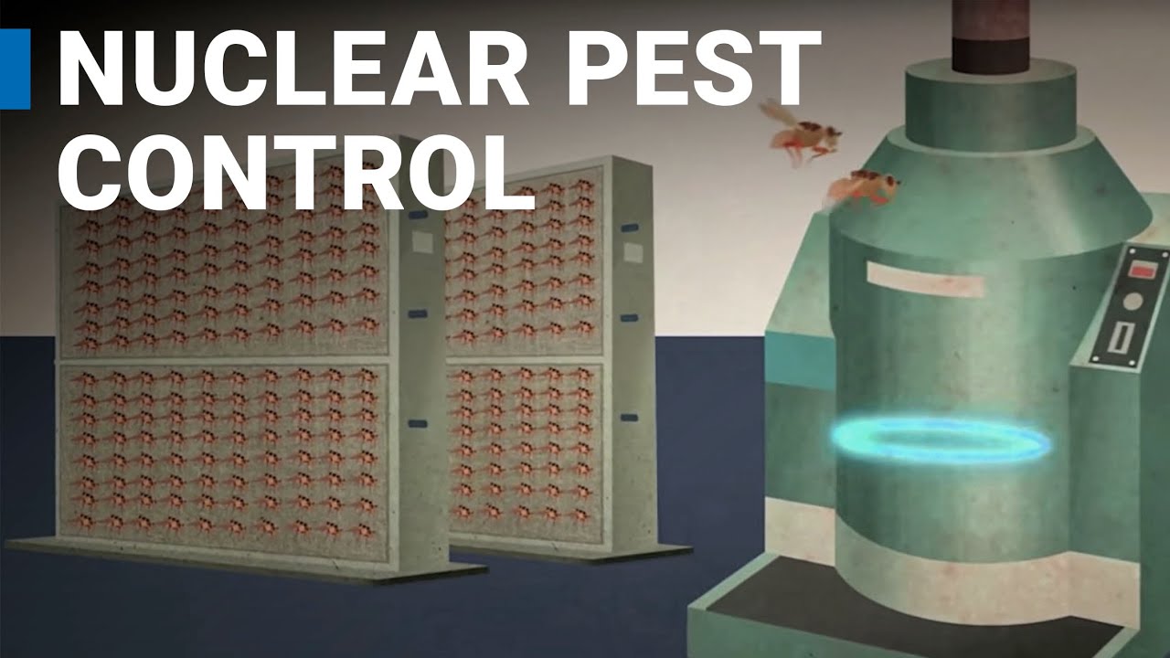 Using Nuclear Science To Control Pests