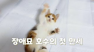 Evening care for a rescued disabled cat. by 지안스캣 Jian's Cat 59,788 views 9 months ago 7 minutes, 5 seconds