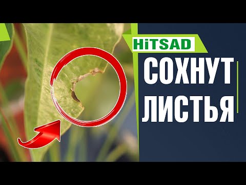 Видео: Почему мой антуриум умирает?