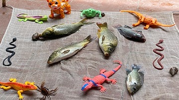 Kem Chanel  kéo vó được cá chép khổng lồ, gặp con mèo, ốc sên, con ếch, bắt đàn tắc ăn khế. Part 63