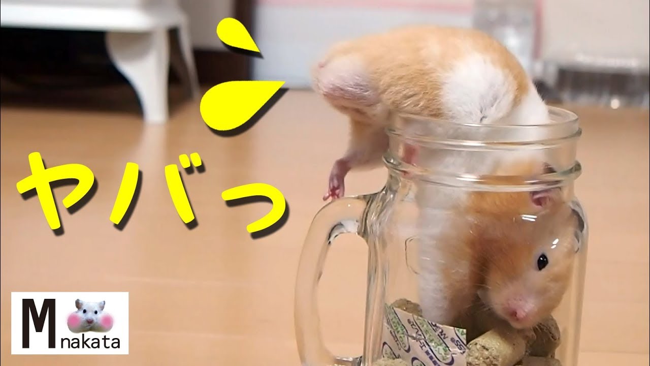 ハムスター あほかわいい 瓶から出れないハプニング おもしろ可愛い癒しhamster That Can Not Get Out Of The Bottle Is Too Cute Youtube