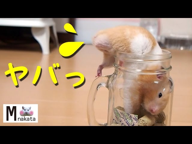 【ハムスター】あほかわいい!瓶から出れないハプニング!おもしろ可愛い癒しHamster that can not get out of the bottle is too cute!