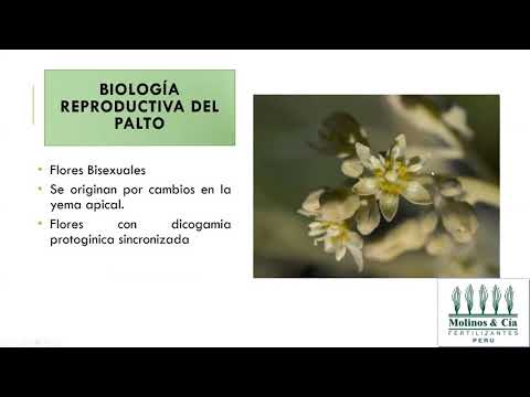 Vídeo: Com Alimentar Petúnia Per A La Floració? Com Alimentar-se I Regar Per A Una Floració Exuberant I Abundant? A Dalt Vestir Amb Olles A Casa