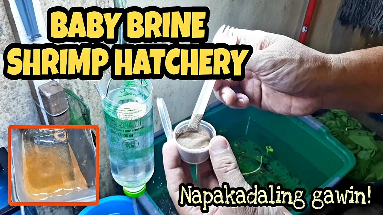 Baby brine shrimp hatchery 2025 / paano ako mag hatch ng BBS 