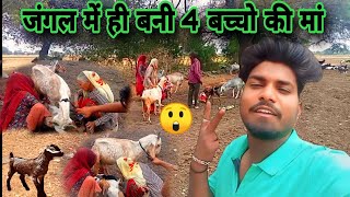 Jangle Me Hi Bani 4 Bachho Ki Ma Bakri...?🤔#Goat#vikkuunikboyvlogs