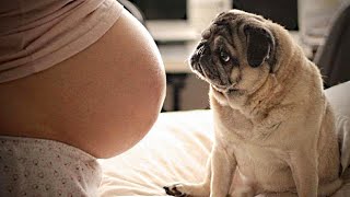 Dogs Protect Their Pregnant Owners