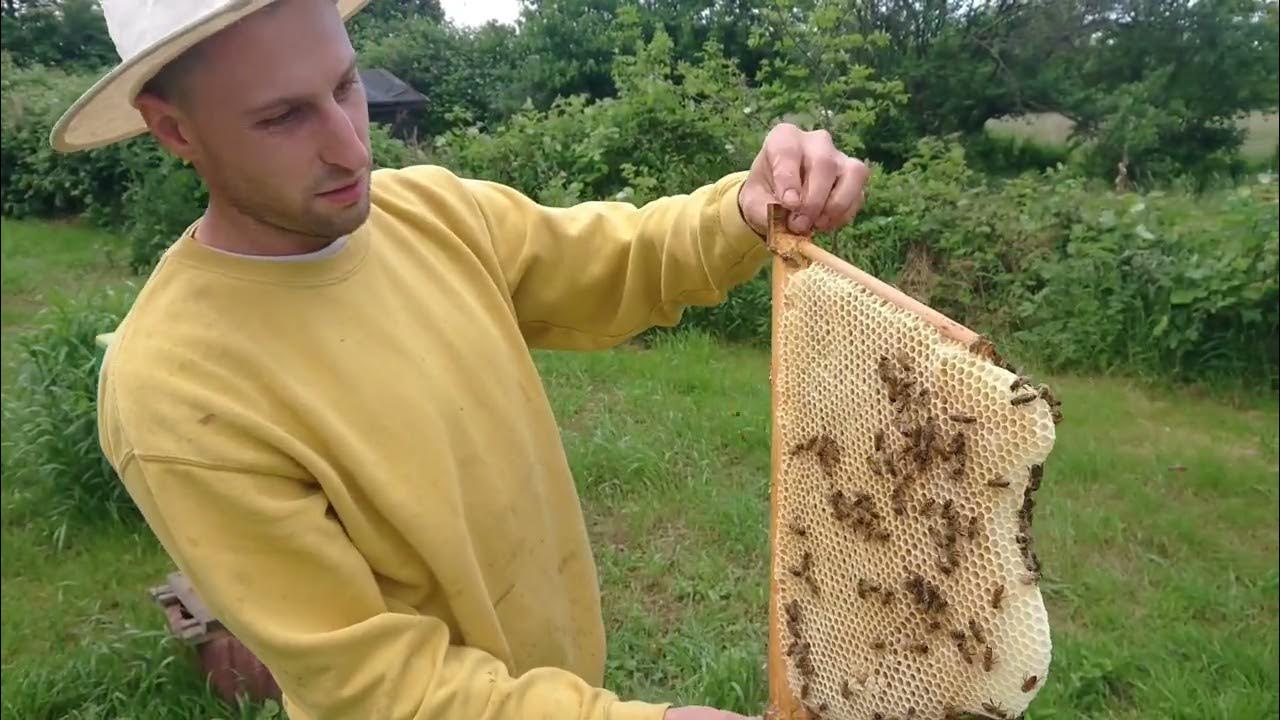 Naturwabenbau im Oberträger korrigieren für TopBarHives (HomeHive