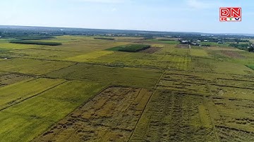 Nông dân Cẩm Mỹ thắng lớn vụ lúa hè thu